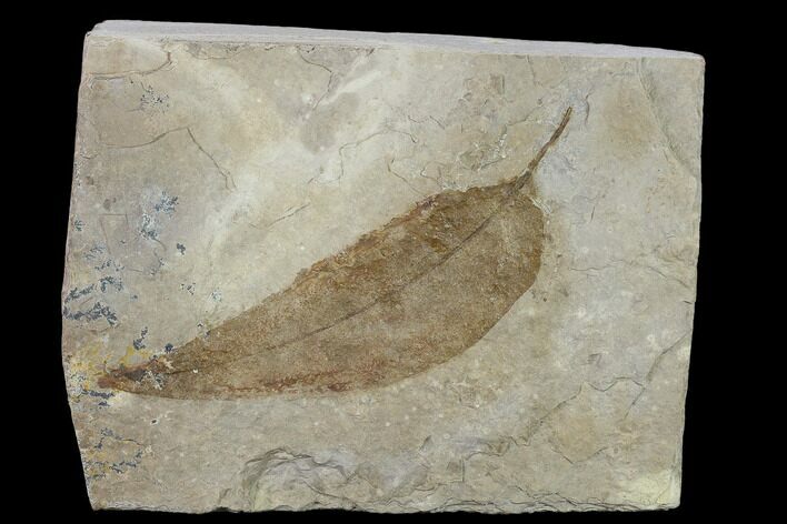 Miocene Fossil Leaf (Cedrela) - Nebraska #132994